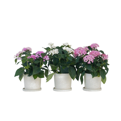 Fleur étoilée - Set de 3 - Pentas lanceolata - Hauteur 25-45cm - ⌀13cm