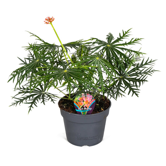 Coral Plant - Jatropha multifida - Height 40-50cm - ⌀17cm