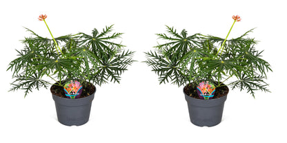 Jatropha - Set de 2 - Jatropha multifida - Hauteur 40-50cm - ⌀17cm - TD Plantz