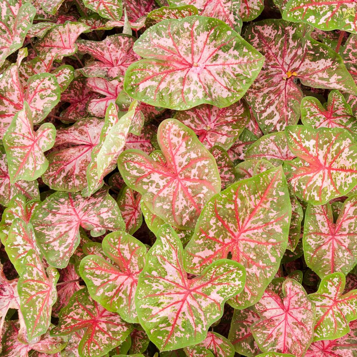 Plante à cœur - Set de 2 - Caladium 'Carolyn Whorton' - Hauteur 25-40cm - ⌀13cm