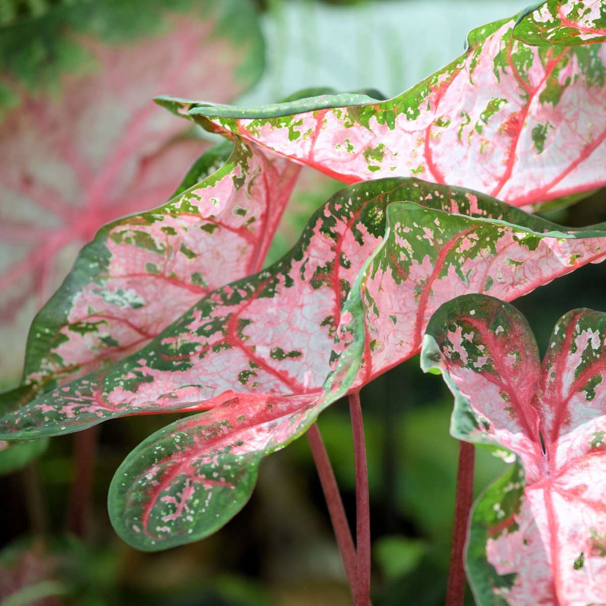 Plante à cœur - Set de 2 - Caladium 'Carolyn Whorton' - Hauteur 25-40cm - ⌀13cm