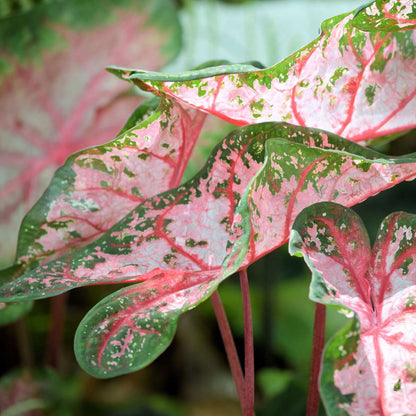 Plante à cœur - Set de 2 - Caladium 'Carolyn Whorton' - Hauteur 25-40cm - ⌀13cm