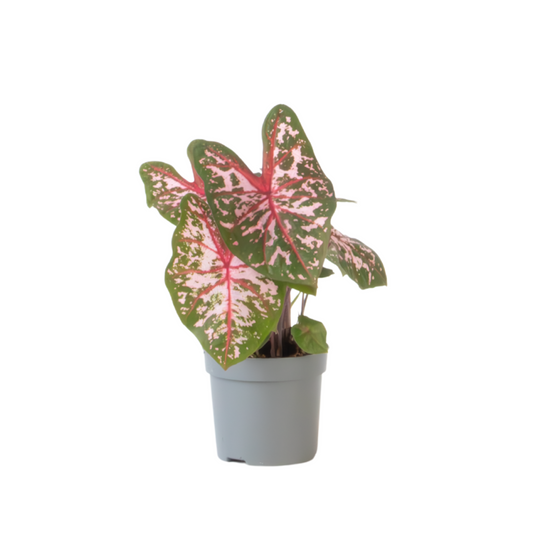 Angel Wings - Caladium 'Carolyn Whorton' - Height 25-40cm - ⌀13cm