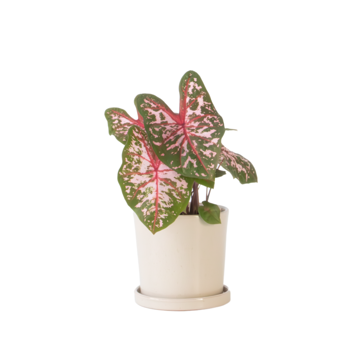Plante à cœur - Caladium 'Carolyn Whorton' - Hauteur 25-40cm - ⌀13cm