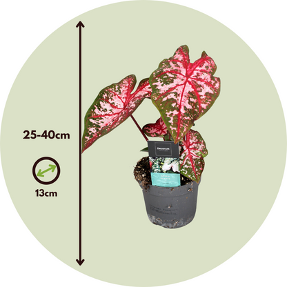 Plante à cœur - Set de 2 - Caladium 'Carolyn Whorton' - Hauteur 25-40cm - ⌀13cm