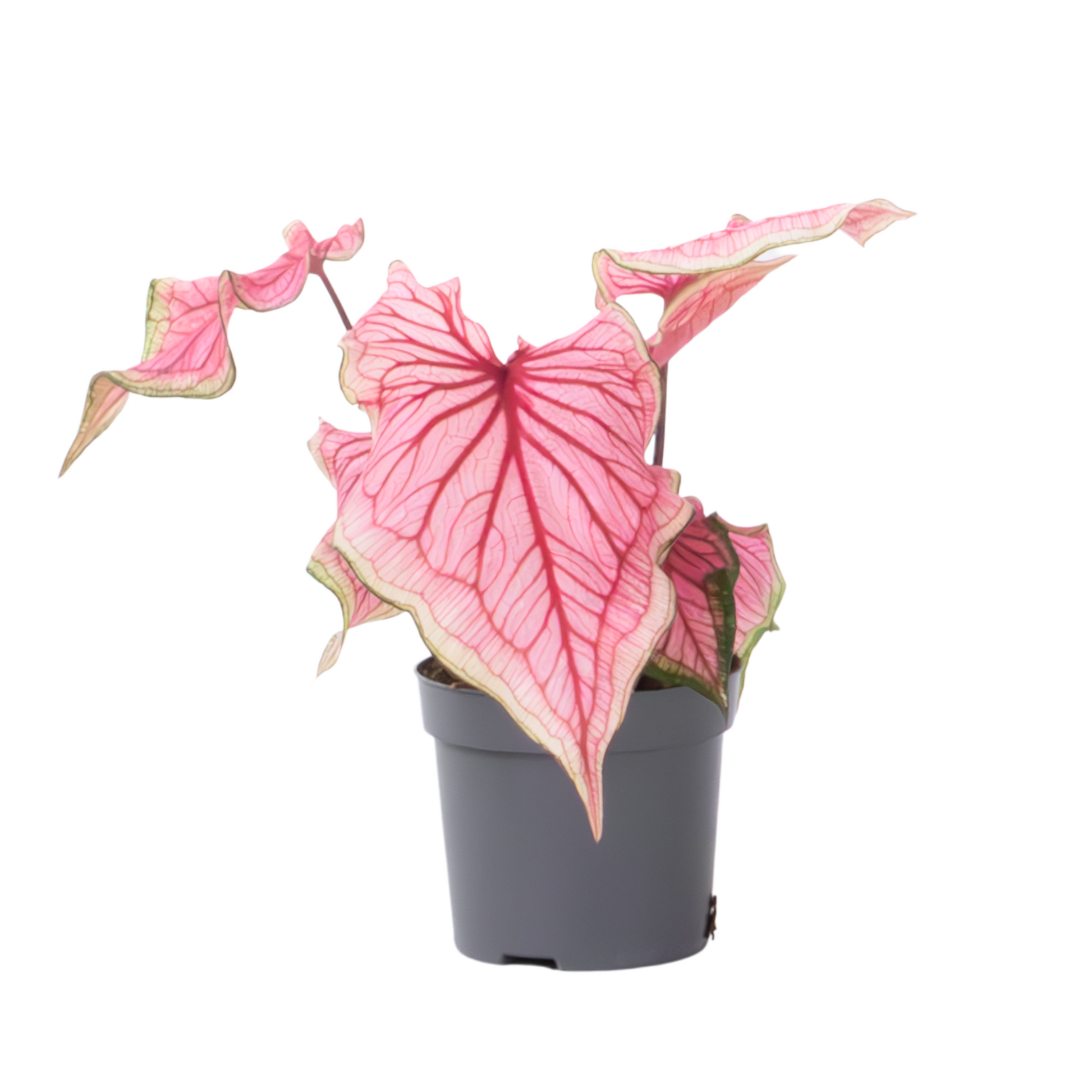 Plante à cœur - Caladium 'Sweetheart' - Hauteur 25-40cm - ⌀12cm - TD Plantz