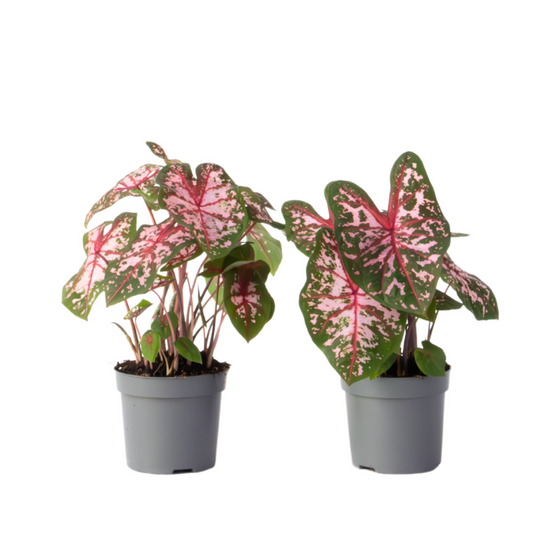 Angel Wings - 2 pcs. - Caladium 'Carolyn Whorton' - Height 25-40cm - ⌀13cm