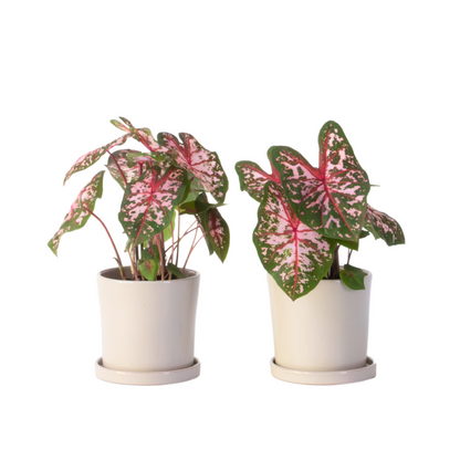 Plante à cœur - Set de 2 - Caladium 'Carolyn Whorton' - Hauteur 25-40cm - ⌀13cm