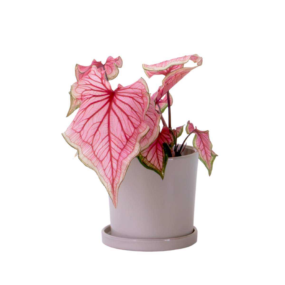 Plante à cœur - Caladium 'Sweetheart' - Hauteur 25-40cm - ⌀12cm - TD Plantz