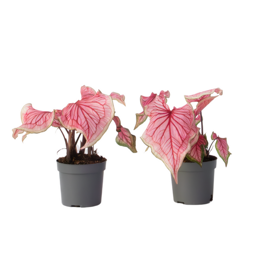 Angel Wings - 2 pcs. - Caladium 'Sweetheart' - Height 25-40cm - ⌀12cm