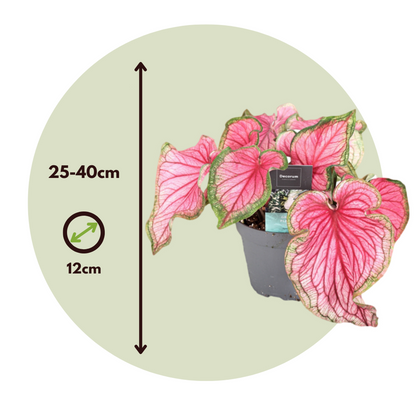 Plante à cœur - Set de 2 - Caladium 'Sweetheart' - Hauteur 25-40cm - ⌀12cm