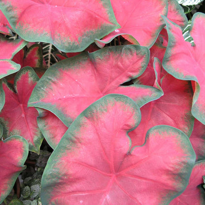 Plante à cœur - Set de 2 - Caladium 'Postman Joyner' - Hauteur 25-40cm - ⌀12cm