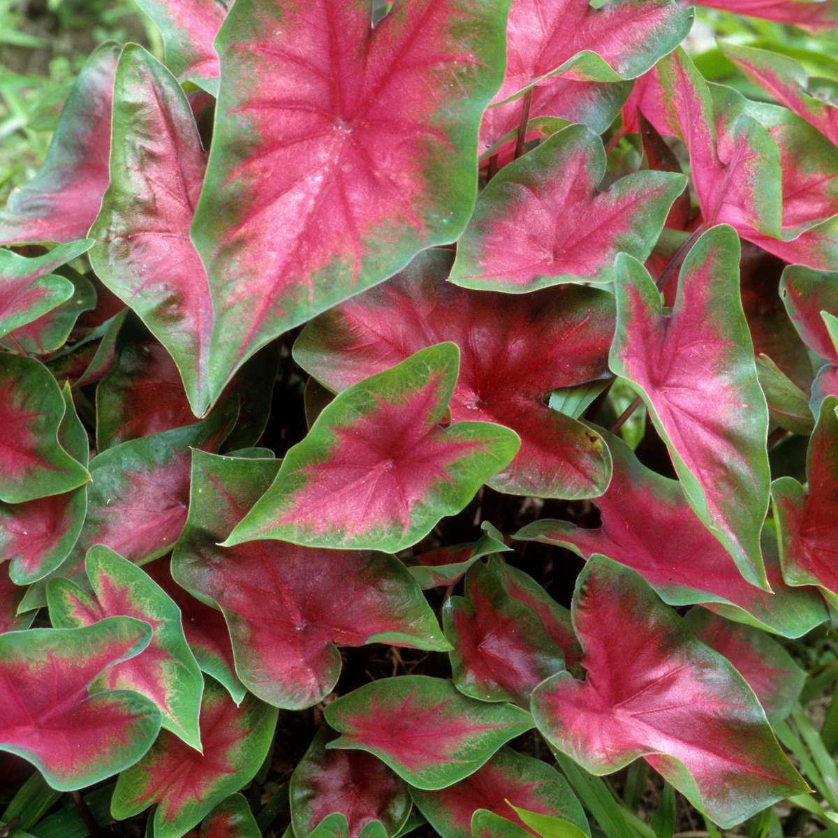 Plante à cœur - Set de 2 - Caladium 'Postman Joyner' - Hauteur 25-40cm - ⌀12cm