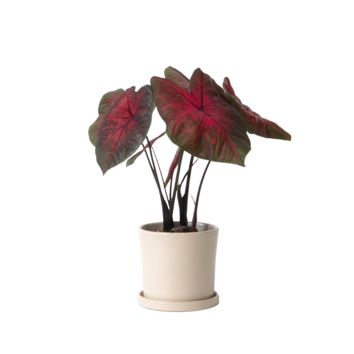 Plante à cœur - Caladium 'Postman Joyner' - Hauteur 25-40cm - ⌀12cm - TD Plantz