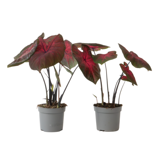 Angel Wings - 2 pcs. - Caladium 'Postman Joyner' - Height 25-40cm - ⌀12cm