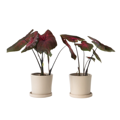 Plante à cœur - Set de 2 - Caladium 'Postman Joyner' - Hauteur 25-40cm - ⌀12cm