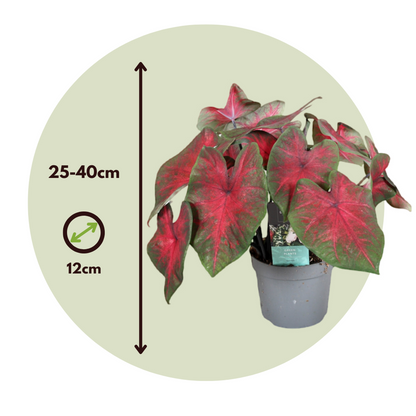 Plante à cœur - Set de 2 - Caladium 'Postman Joyner' - Hauteur 25-40cm - ⌀12cm