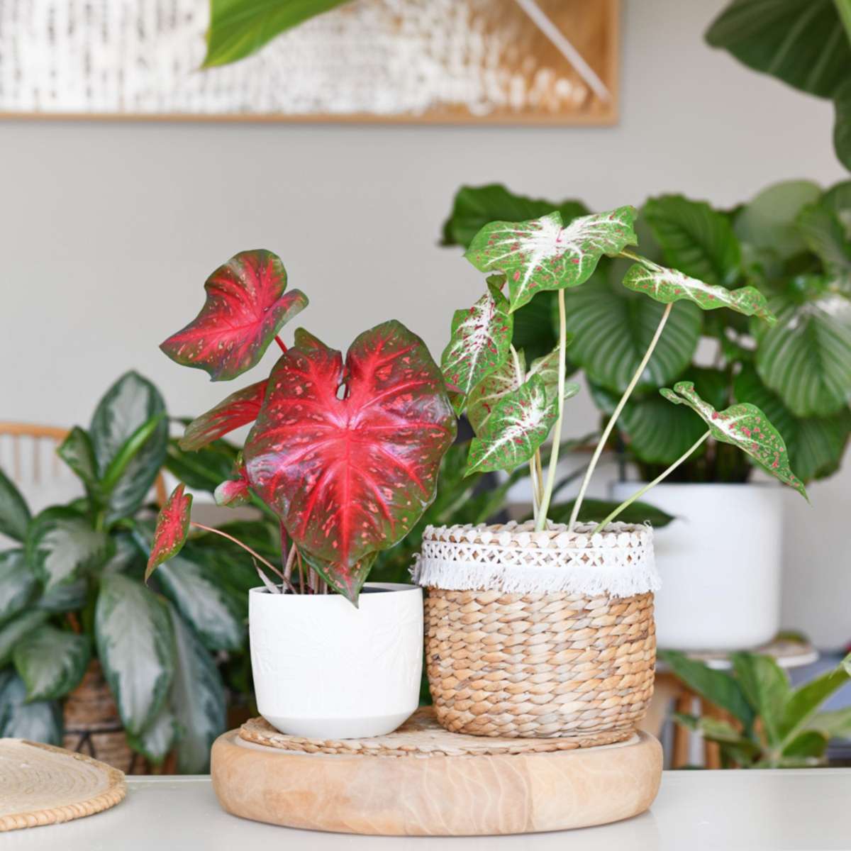 Plante à cœur - Caladium 'Carnaval' - Hauteur 40-50cm - ⌀17cm