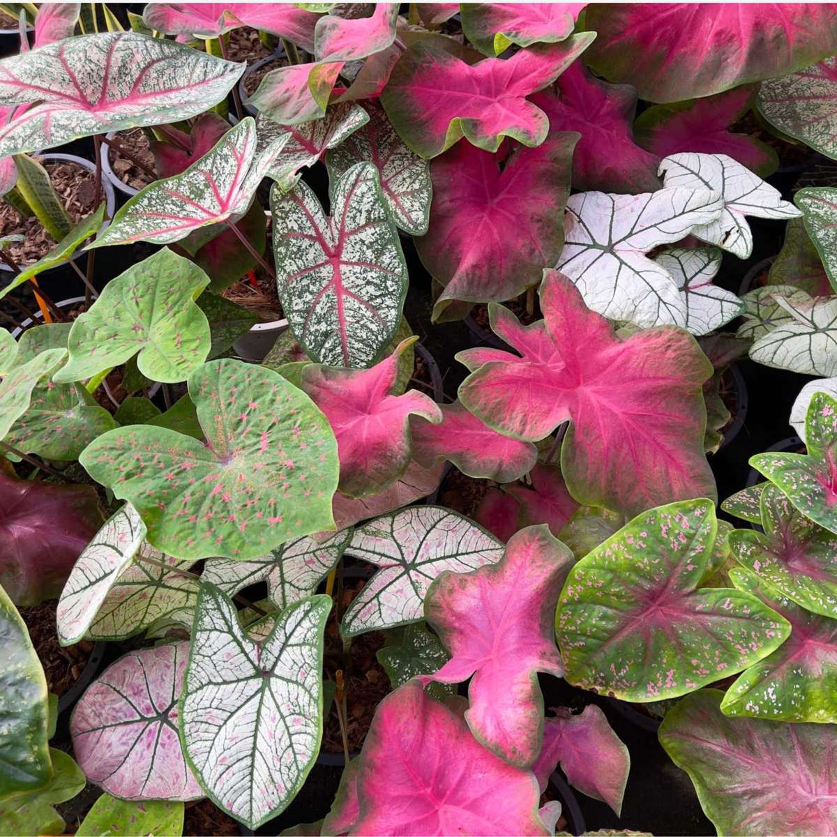 Plante à cœur - Caladium 'Carnaval' - Hauteur 40-50cm - ⌀17cm