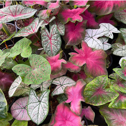 Plante à cœur - Caladium 'Carnaval' - Hauteur 40-50cm - ⌀17cm