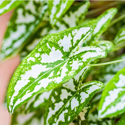 Plante à cœur - Caladium 'Carnaval' - Hauteur 40-50cm - ⌀17cm