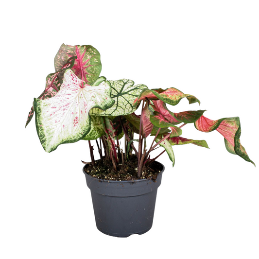 Angel Wings - Caladium 'Carnaval' - Height 40-50cm - ⌀17cm