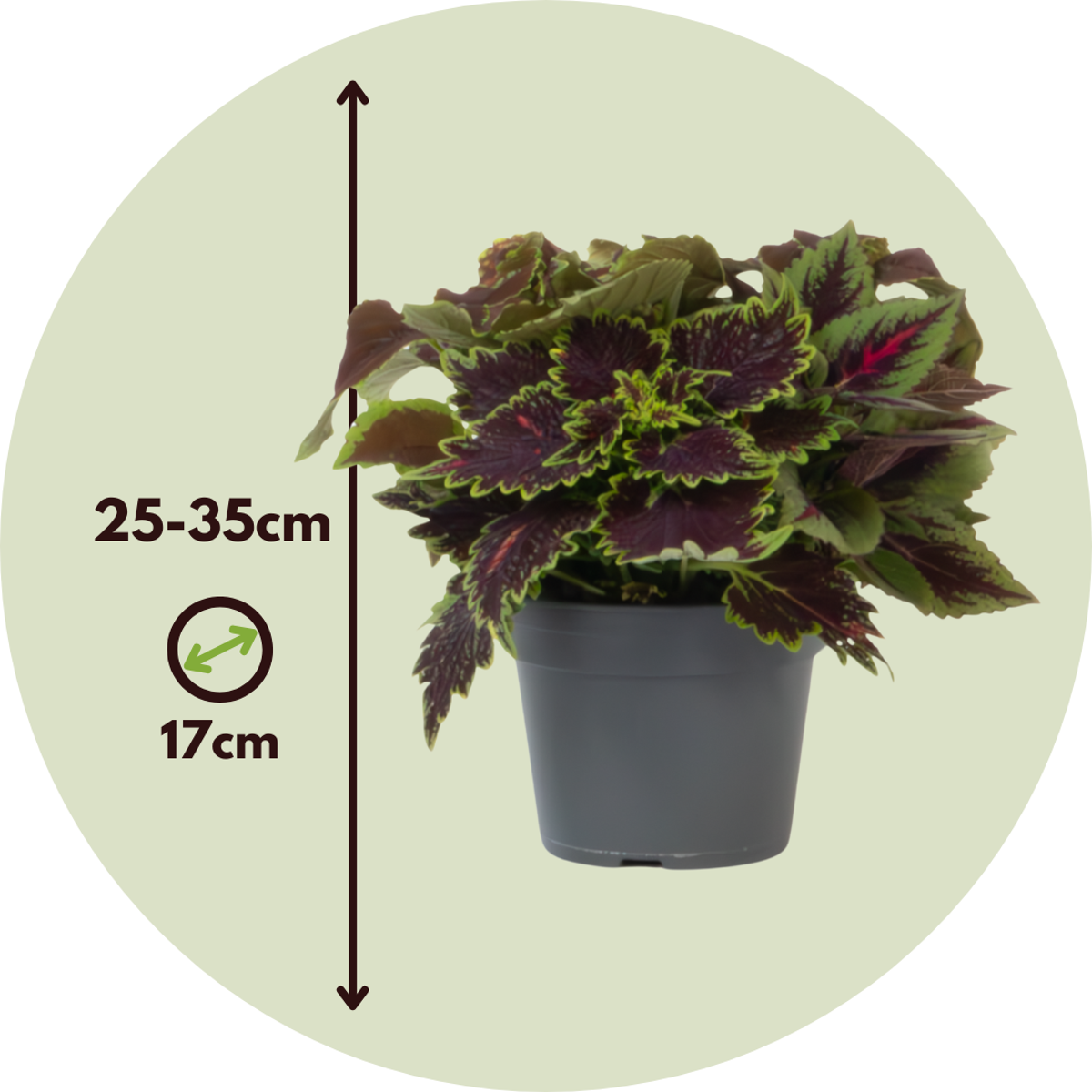 Plante à feuillage - Lot de 2 - Coleus scutellarioides - Hauteur 25-35cm - ⌀17cm