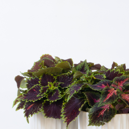 Plante à feuillage - Lot de 2 - Coleus scutellarioides - Hauteur 25-35cm - ⌀17cm