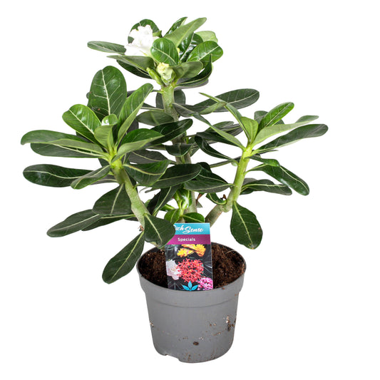 Desert rose - Adenium obesum - Height 30-40cm - ⌀13cm