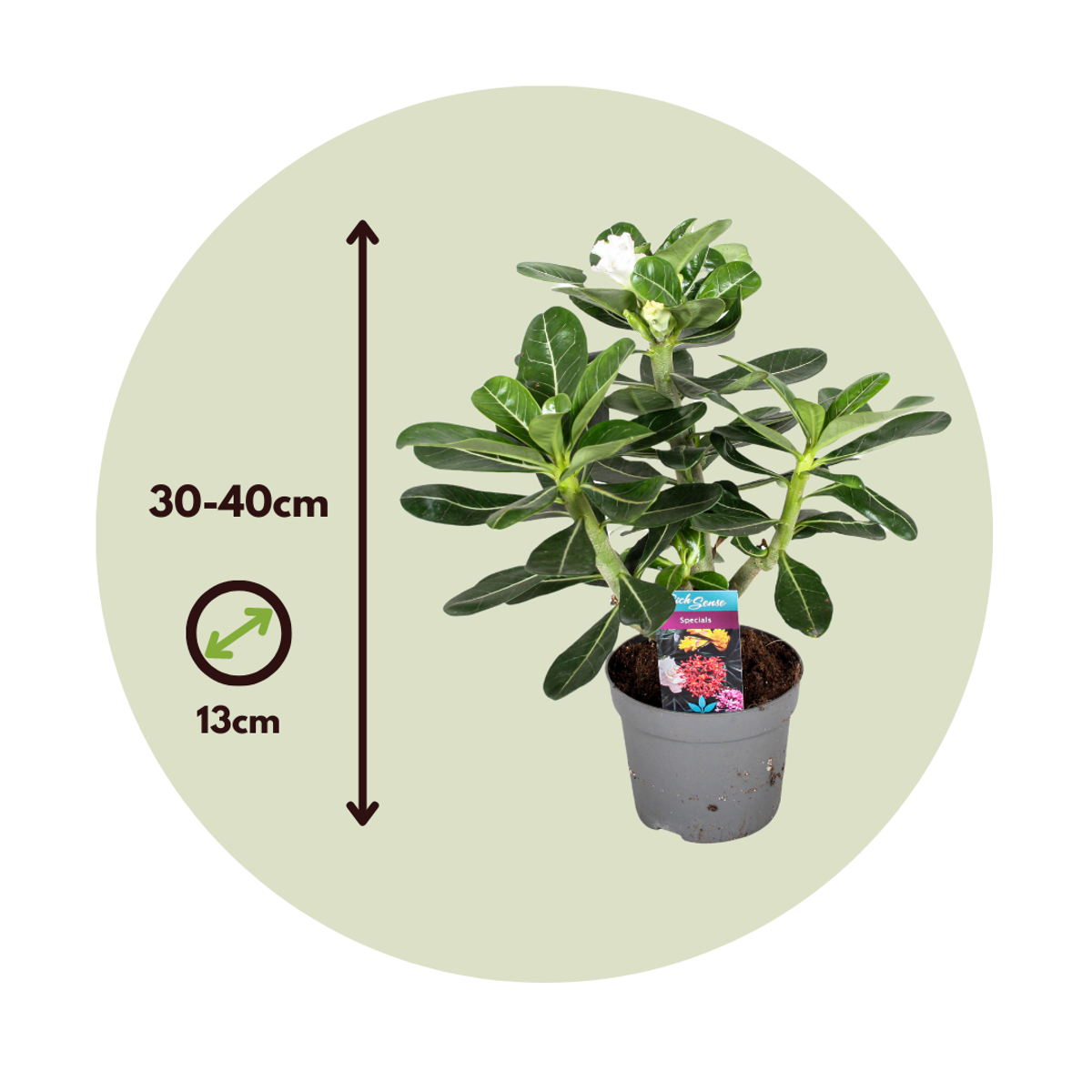 Rose du désert - Adenium obesum - Hauteur 30-40cm - ⌀13cm