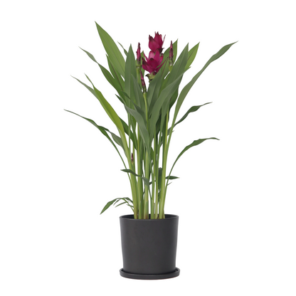 Plante Tropicale - Curcuma alismatifolia - Hauteur 70-90cm - ⌀19cm
