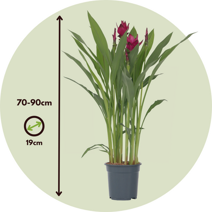 Plante Tropicale - Curcuma alismatifolia - Hauteur 70-90cm - ⌀19cm