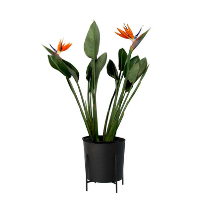 Oiseau de paradis - Strelitzia reginae - avec fleurs - Hauteur 70-100cm - Ø19cm