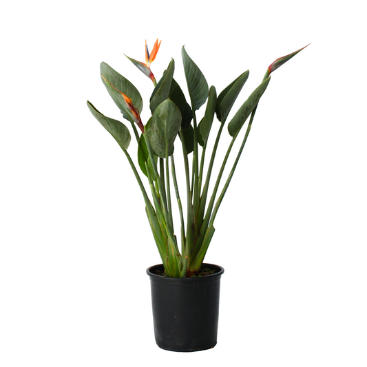Bird of Paradise - Strelitzia reginea - Height 80-100cm - ⌀27cm