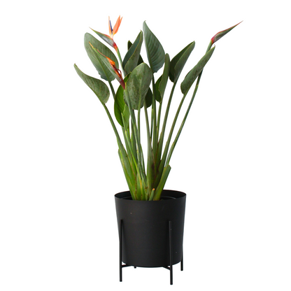Oiseau de paradis - Strelitzia reginea - Hauteur 80-100cm - ⌀27cm