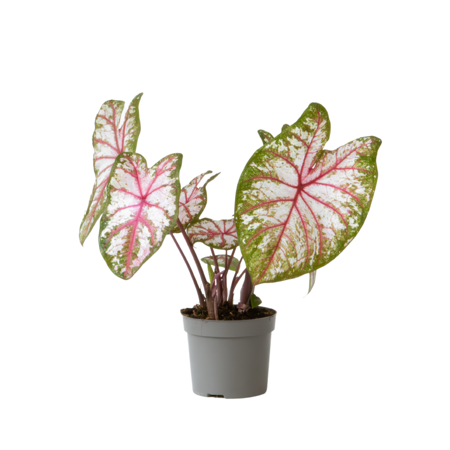 Plante à cœur - Caladium 'Tapestry' - Hauteur 25-35cm - ⌀13cm