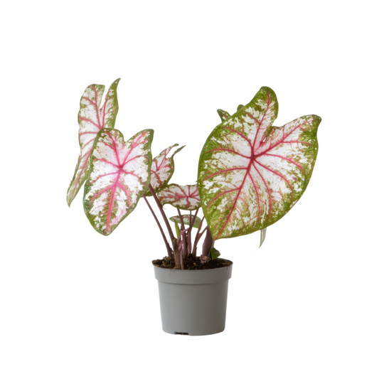 Angel Wings - Caladium 'Tapestry' - Height 25-35cm - ⌀13cm