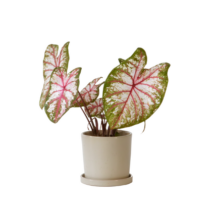 Plante à cœur - Caladium 'Tapestry' - Hauteur 25-35cm - ⌀13cm