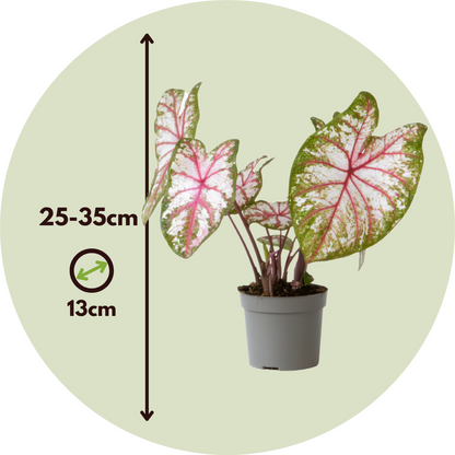 Plante à cœur - Lot de 2 - Caladium 'Tapestry' - Hauteur 25-35cm - ⌀13cm