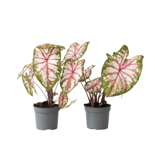 Angel Wings - 2 pcs - Caladium 'Tapestry' - Height 25-35cm - ⌀13cm