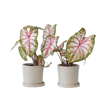 Plante à cœur - Lot de 2 - Caladium 'Tapestry' - Hauteur 25-35cm - ⌀13cm
