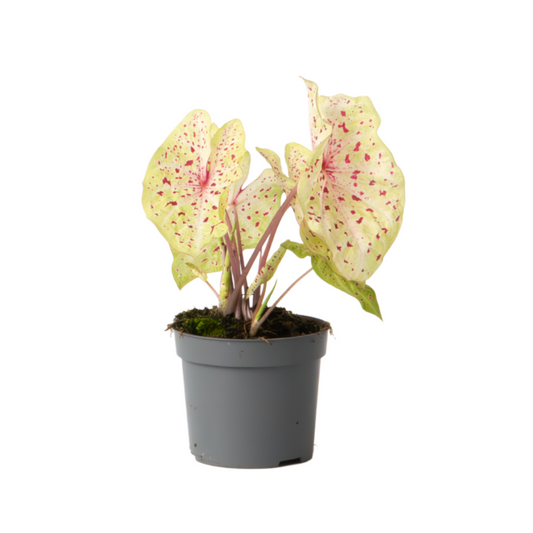 Angel Wings - Caladium 'Miss Muffet' - Height 25-40cm - ⌀12cm