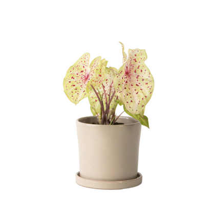 Plante à cœur - Caladium 'Miss Muffet' - Hauteur 25-40cm - ⌀12cm