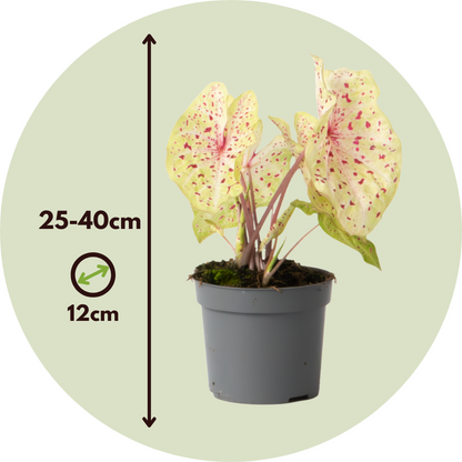 Plante à cœur - Lot de 2 - Caladium 'Miss Muffet' - Hauteur 25-40cm - ⌀12cm