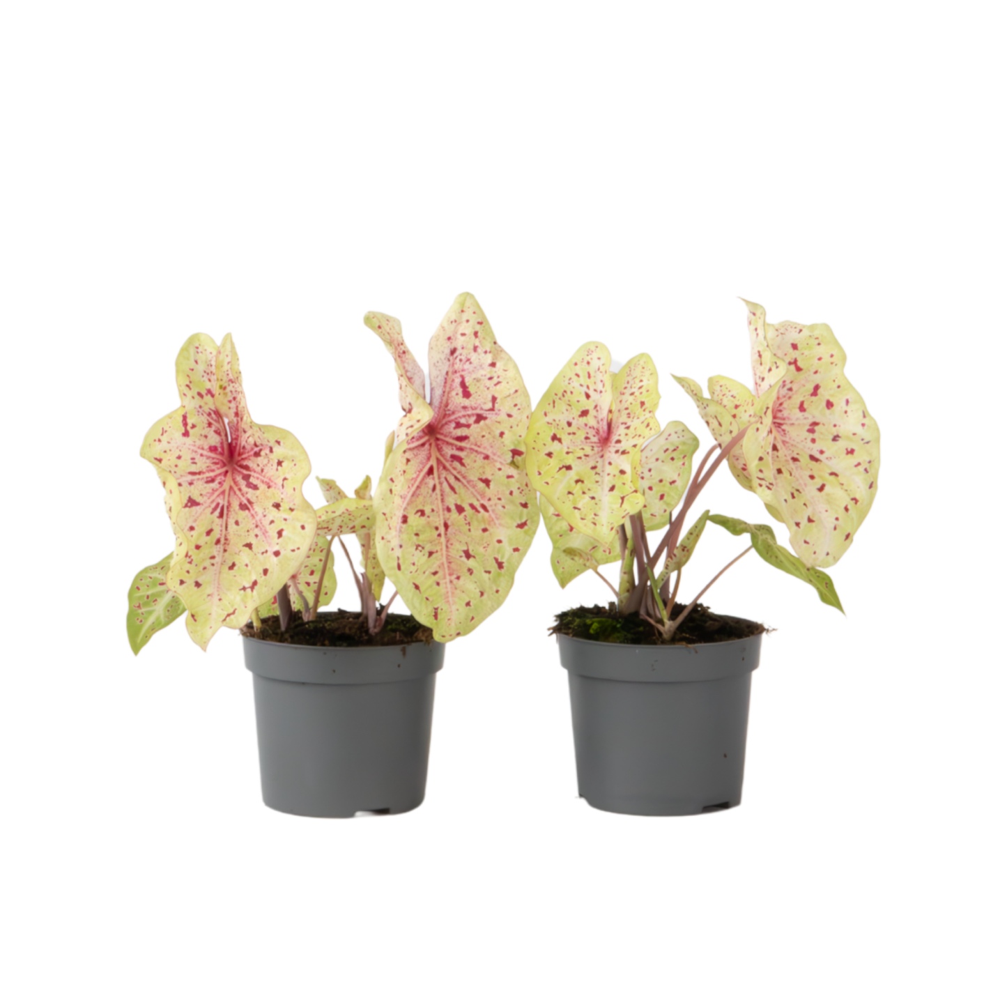 Plante à cœur - Lot de 2 - Caladium 'Miss Muffet' - Hauteur 25-40cm - ⌀12cm