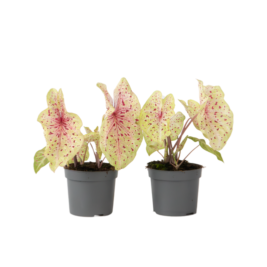 Angel Wings - 2 pcs - Caladium 'Miss Muffet' - Height 25-40cm - ⌀12cm