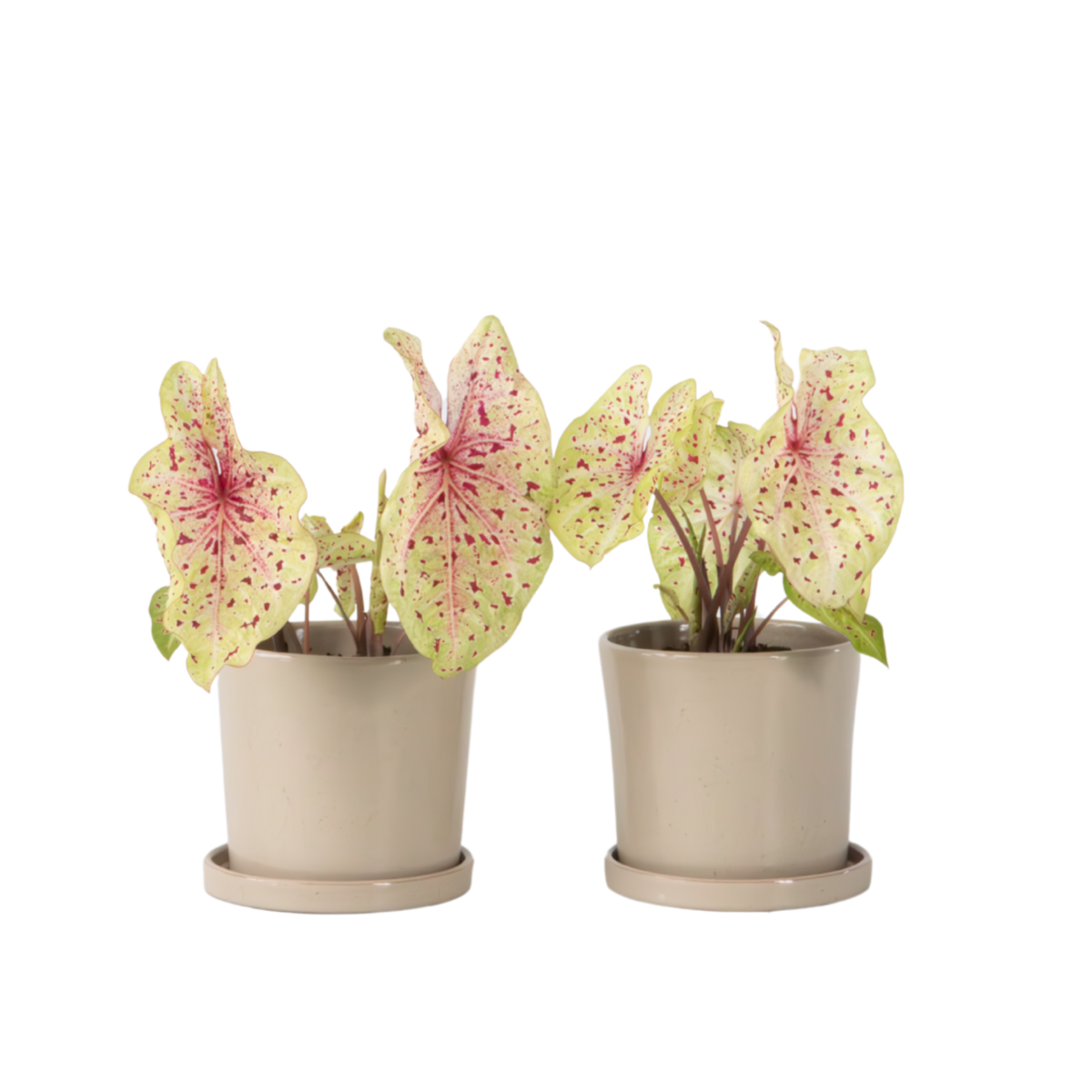 Plante à cœur - Lot de 2 - Caladium 'Miss Muffet' - Hauteur 25-40cm - ⌀12cm