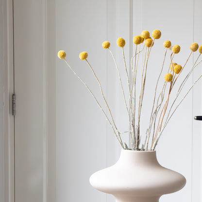 Fleurs séchées - Bouquet 'Craspedia natural yellow'