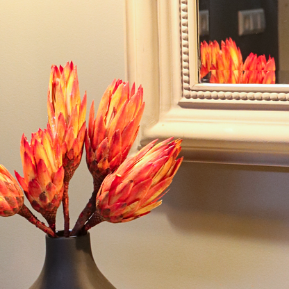 Fleurs séchées - Set de 5 - Bouquet 'Protea Pendula Red'