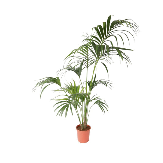 Kentia Palm - Howea forsteriana - Height 150-170cm - ⌀24cm